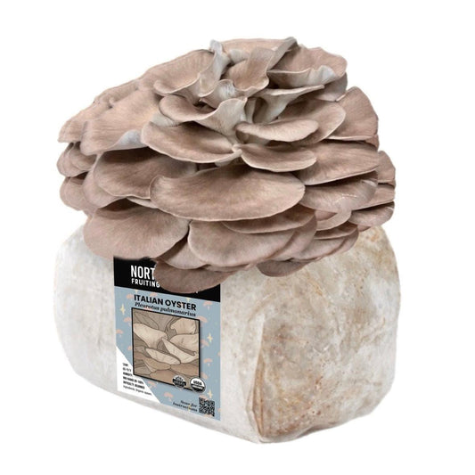 Organic Italian Oyster Mushroom Grow Kit Fruiting Block North Spore