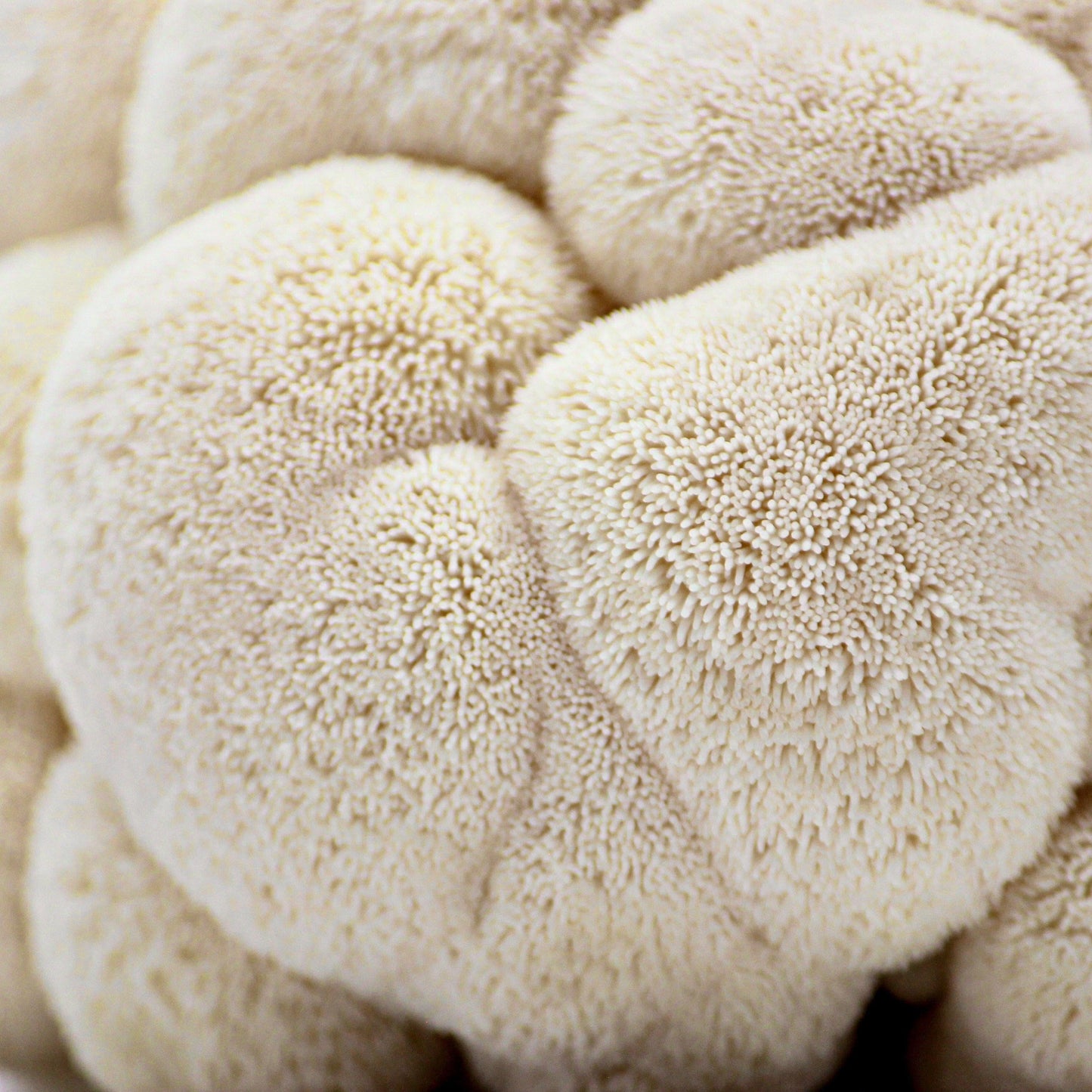 Organic Lion's Mane Mushroom Grow Kit Fruiting Block North Spore