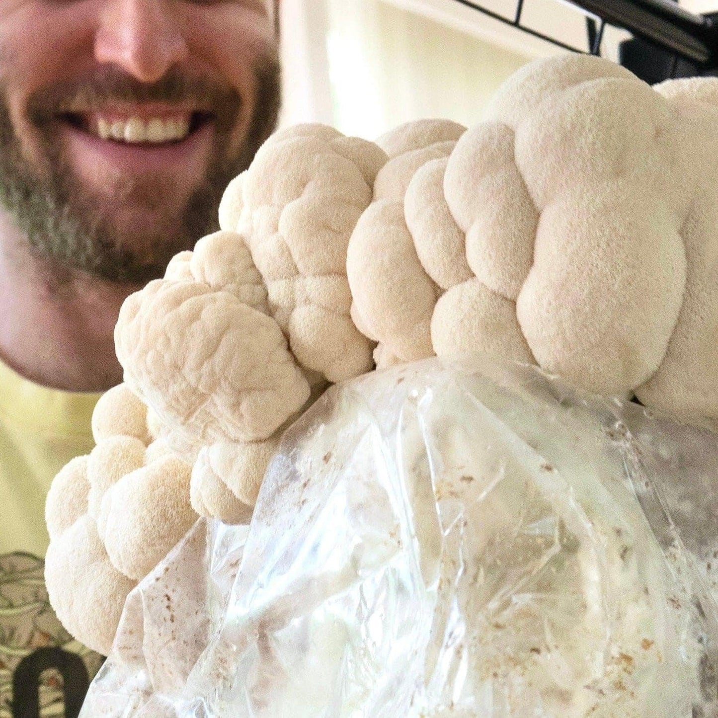 Organic Lion's Mane Mushroom Grow Kit Fruiting Block North Spore