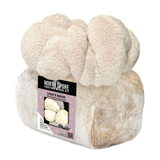 Organic Lion's Mane Mushroom Grow Kit Fruiting Block North Spore