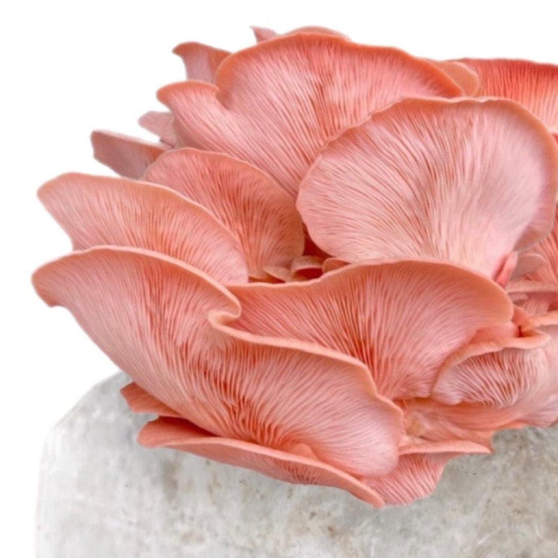 Organic Pink Oyster Mushroom Grow Kit Fruiting Block North Spore