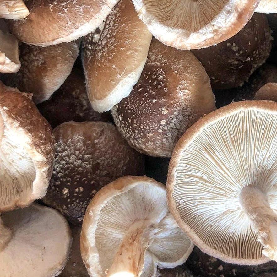 Organic Shiitake Mushroom Grow Kit Fruiting Block North Spore