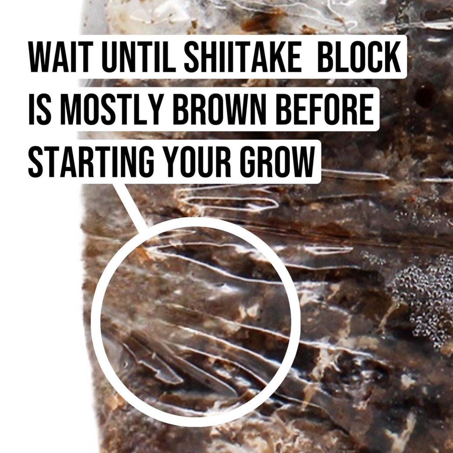 Organic Shiitake Mushroom Grow Kit Fruiting Block North Spore