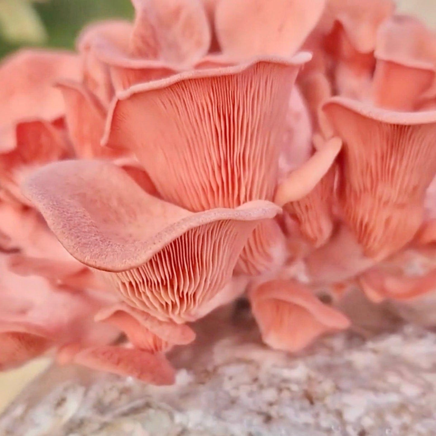 Organic Pink Oyster Mushroom Grow Kit Fruiting Block North Spore