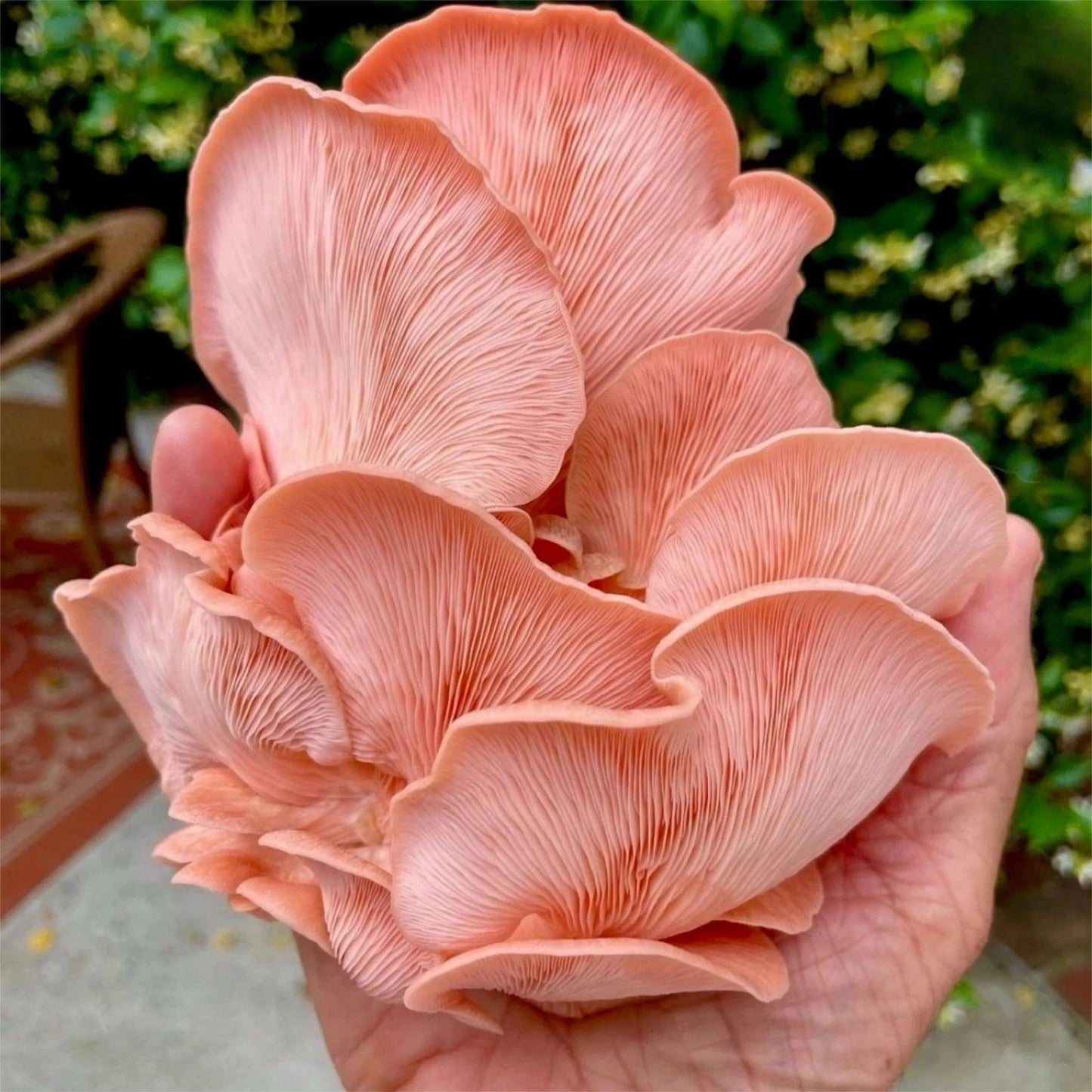 Organic Pink Oyster Mushroom Grow Kit Fruiting Block North Spore