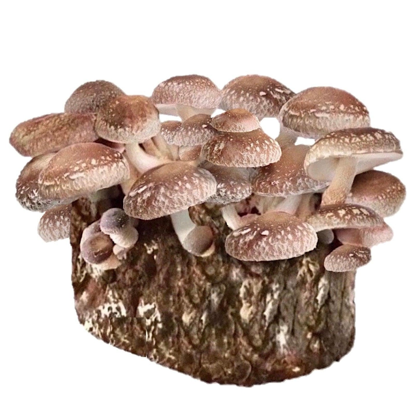 Organic Shiitake Mushroom Grow Kit Fruiting Block North Spore