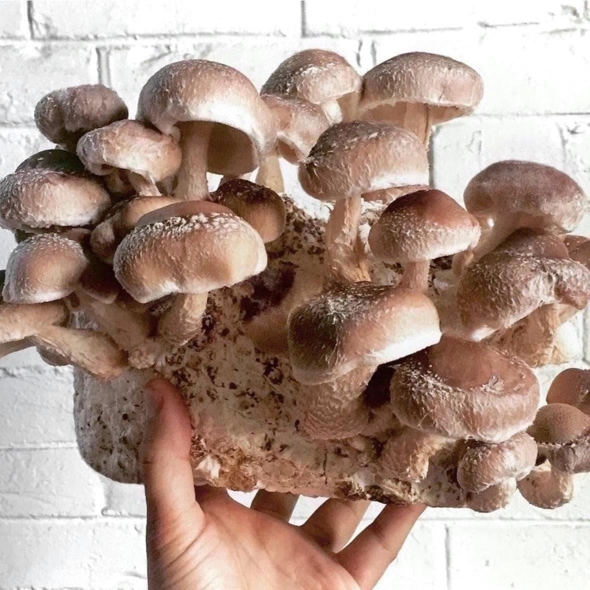 Organic Shiitake Mushroom Grow Kit Fruiting Block North Spore