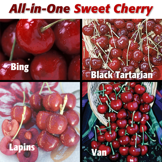 Sweet Cherry, 3 on 1 Multiple Grafted Fruit Tree
