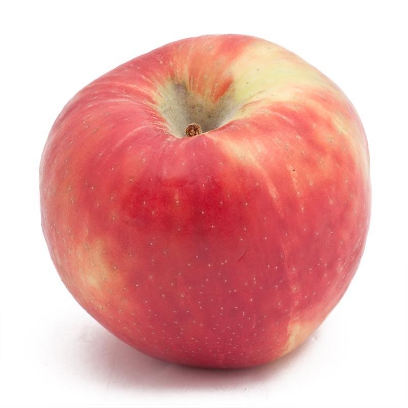 Dwarf Honey Crisp Apple Tree Grow Organic