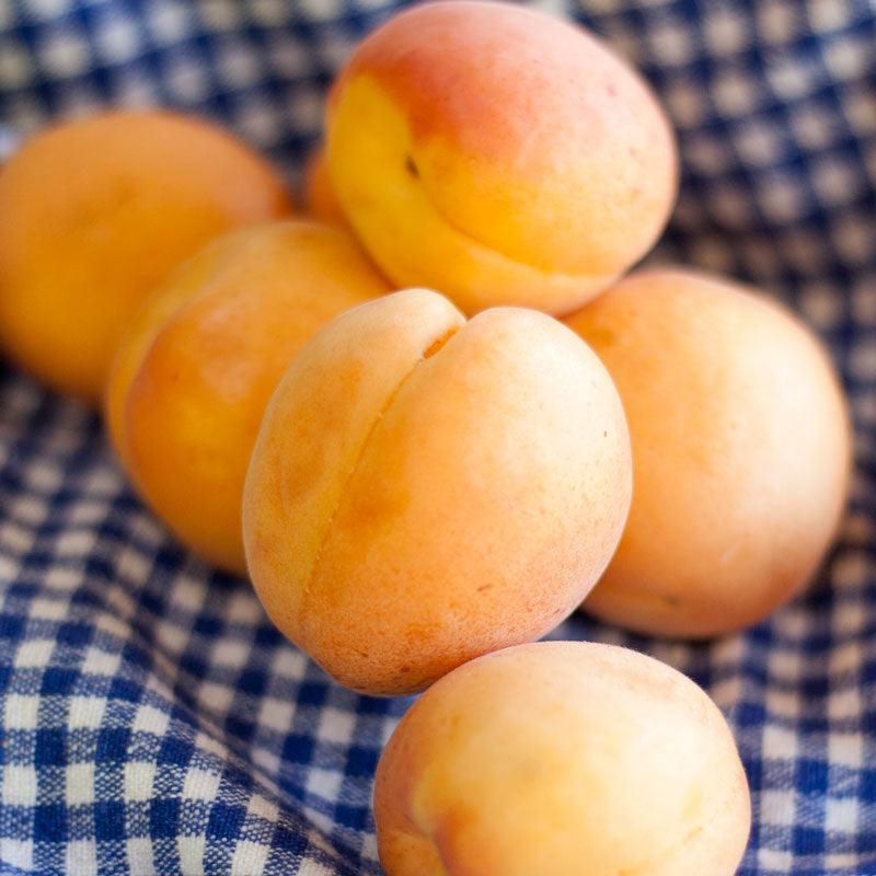 Royal Blenheim Apricot Tree Semi-Dwarf BareRoot Grow Organic