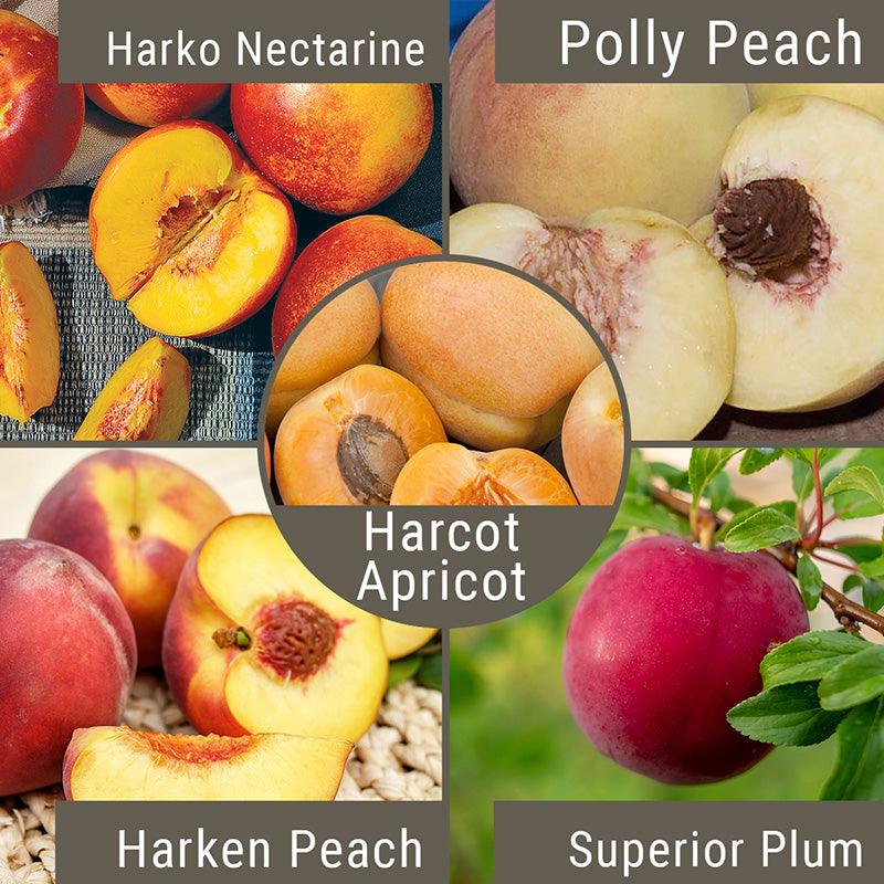 Cold Hardy "Fruit Salad" 4 on 1 Multiple Grafted Fruit Tree Grow Organic