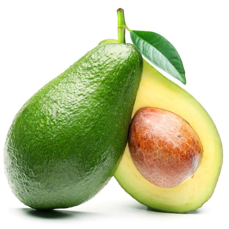 PV Fuerte Avocado Tree Primo Size 18"-36" Four Winds Growers
