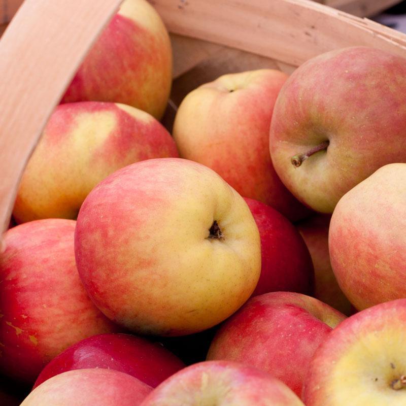 Dwarf Fuji Apple Tree Grow Organic