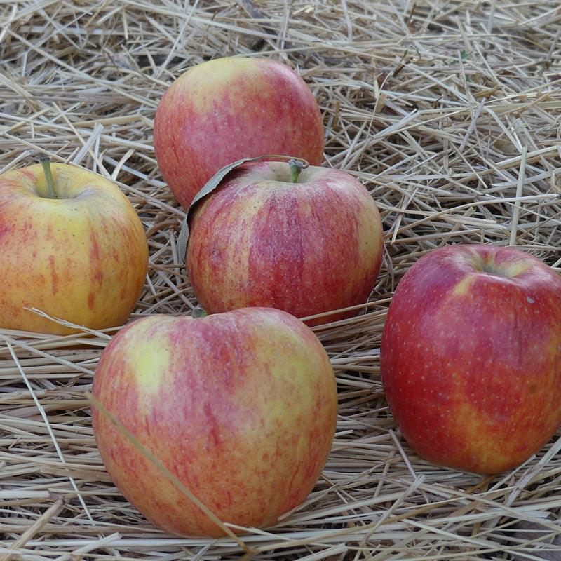 Gala Apple Tree Grow Organic