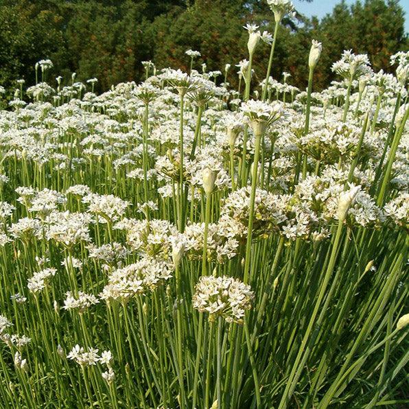 Garlic Chives Seeds (Organic) Peaceful Valley