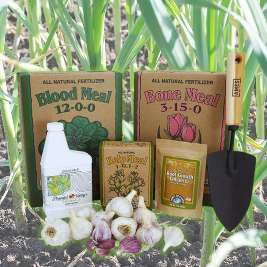 garlic growing kit