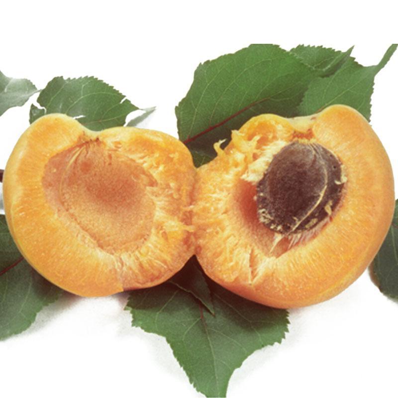 Gold Kist Apricot Tree Grow Organic