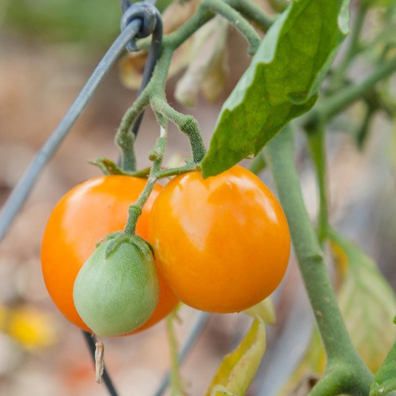 Gold Nugget Tomato Seeds (Organic) Peaceful Valley