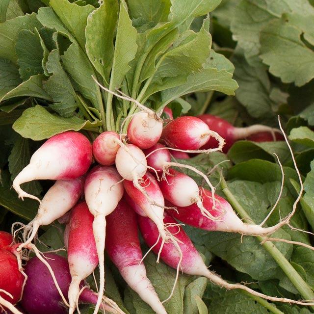 French Breakfast Radish Seeds (Organic) Peaceful Valley