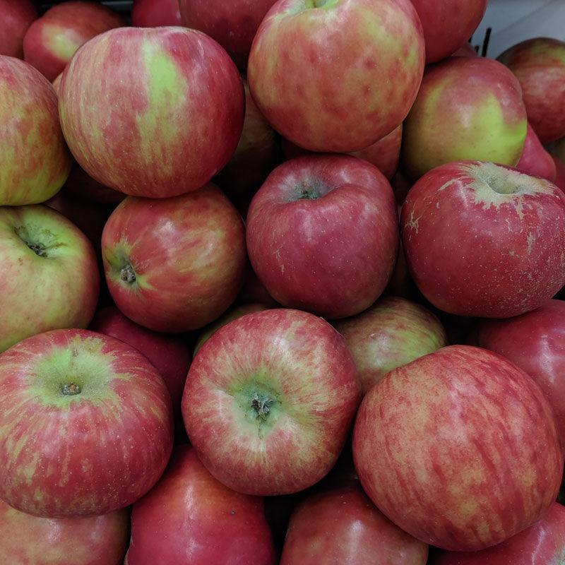 Gravenstein Red Apple Tree Grow Organic