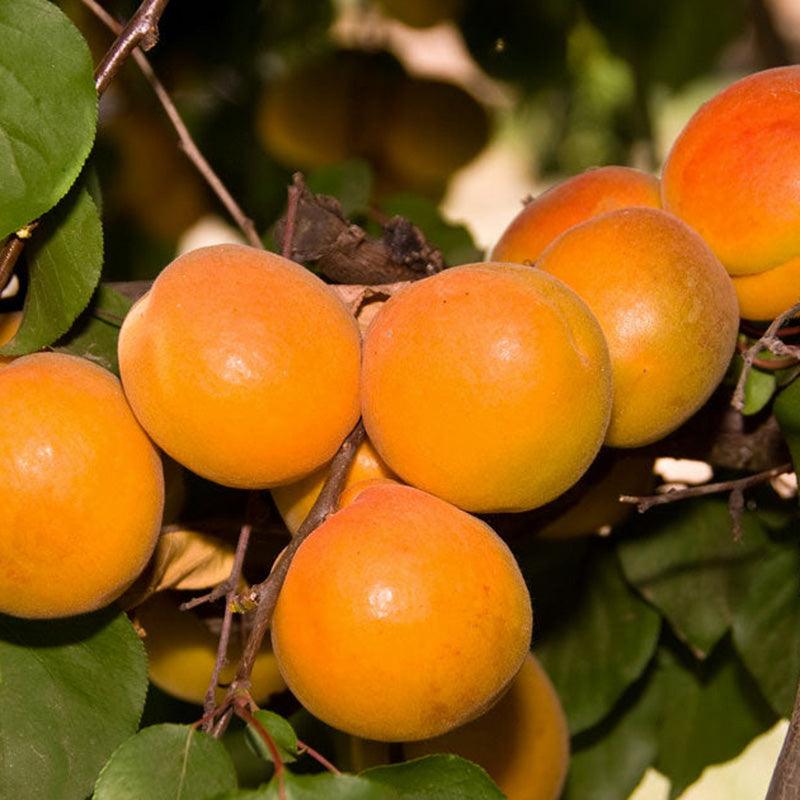 Harcot Apricot Tree Grow Organic