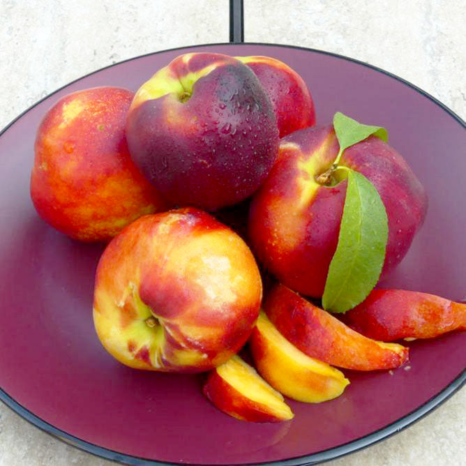 Harko Nectarine Tree Grow Organic