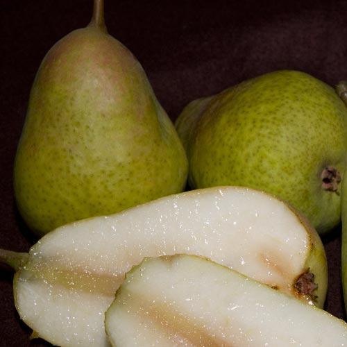 Harrow Delight Pear Tree Grow Organic