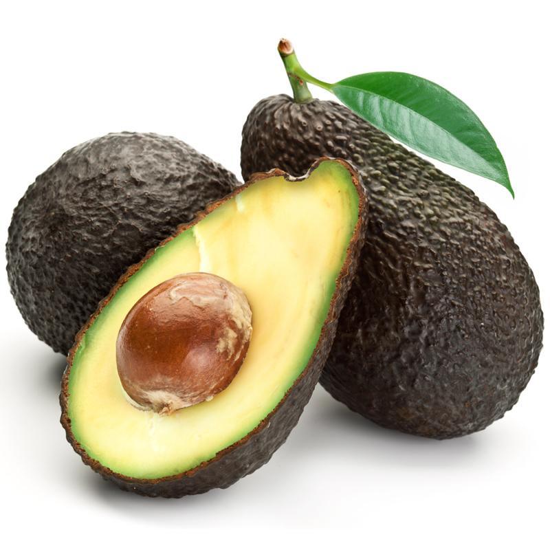 Hass Avocado Tree (Potted) Primo Size 18"-36" Four Winds Growers