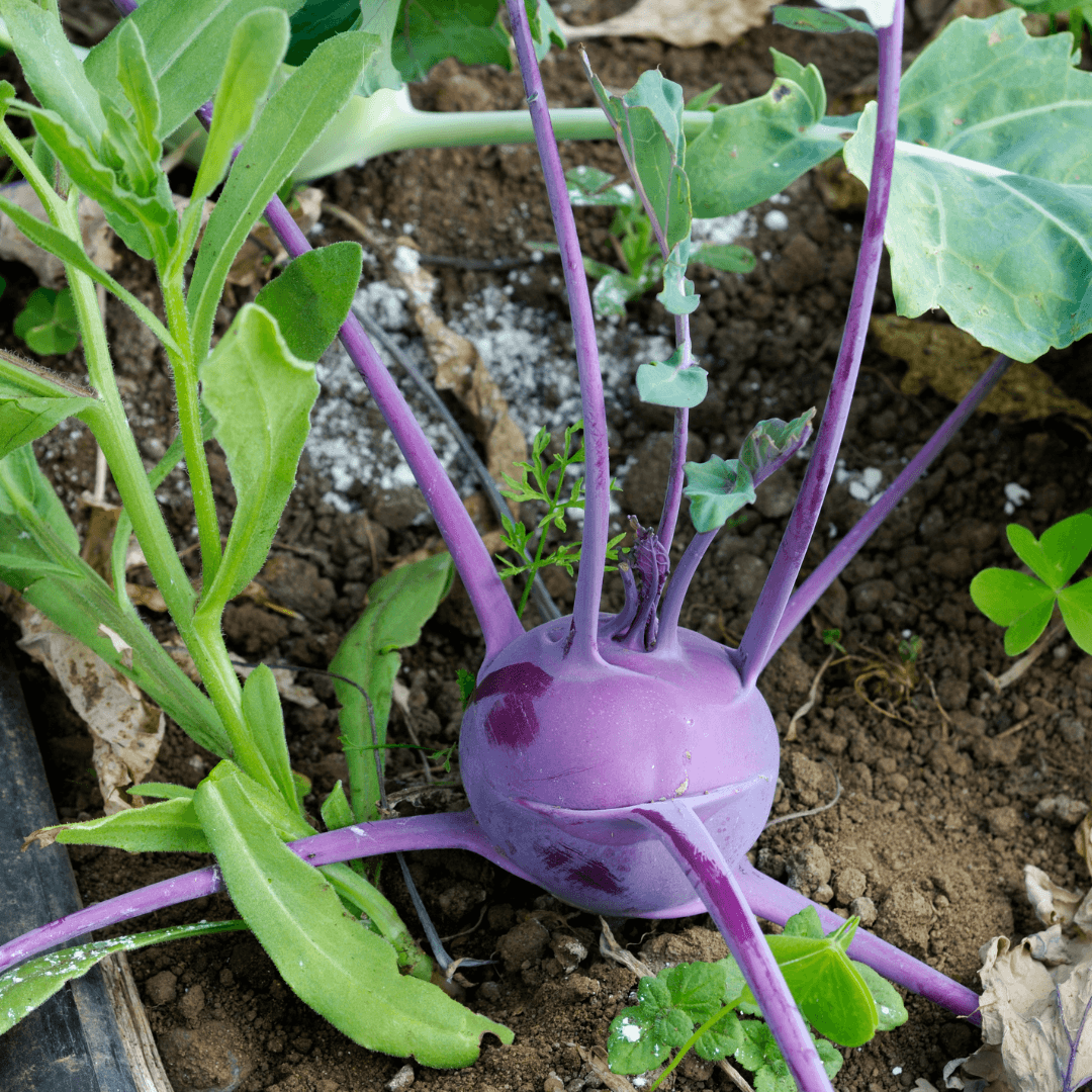 Purple Vienna Kohlrabi (Organic) True Leaf Market