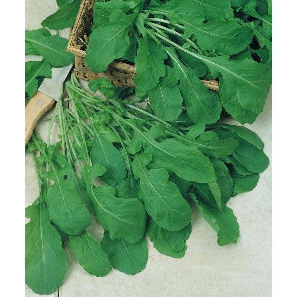 Arugula Greens Seeds (Organic) Peaceful Valley