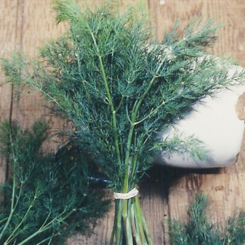 Mammoth Dill Seeds (Organic) Peaceful Valley