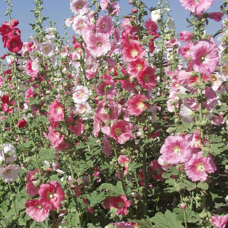 Hollyhock (1/4 lb) Grow Organic