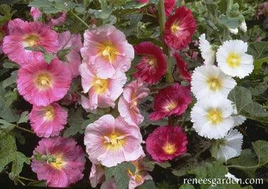 Indian Spring Hollyhock Renee's Garden