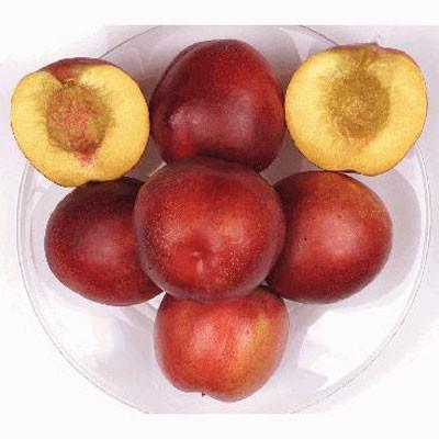 Honey Kist Nectarine Tree Grow Organic