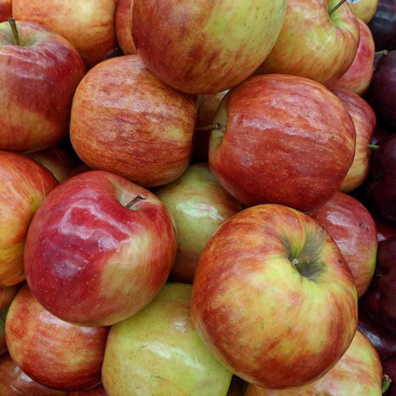Honey Crisp Apple Tree Grow Organic