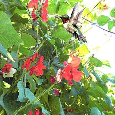 Painted Lady Flower Runner Bean Seeds Renee's Garden