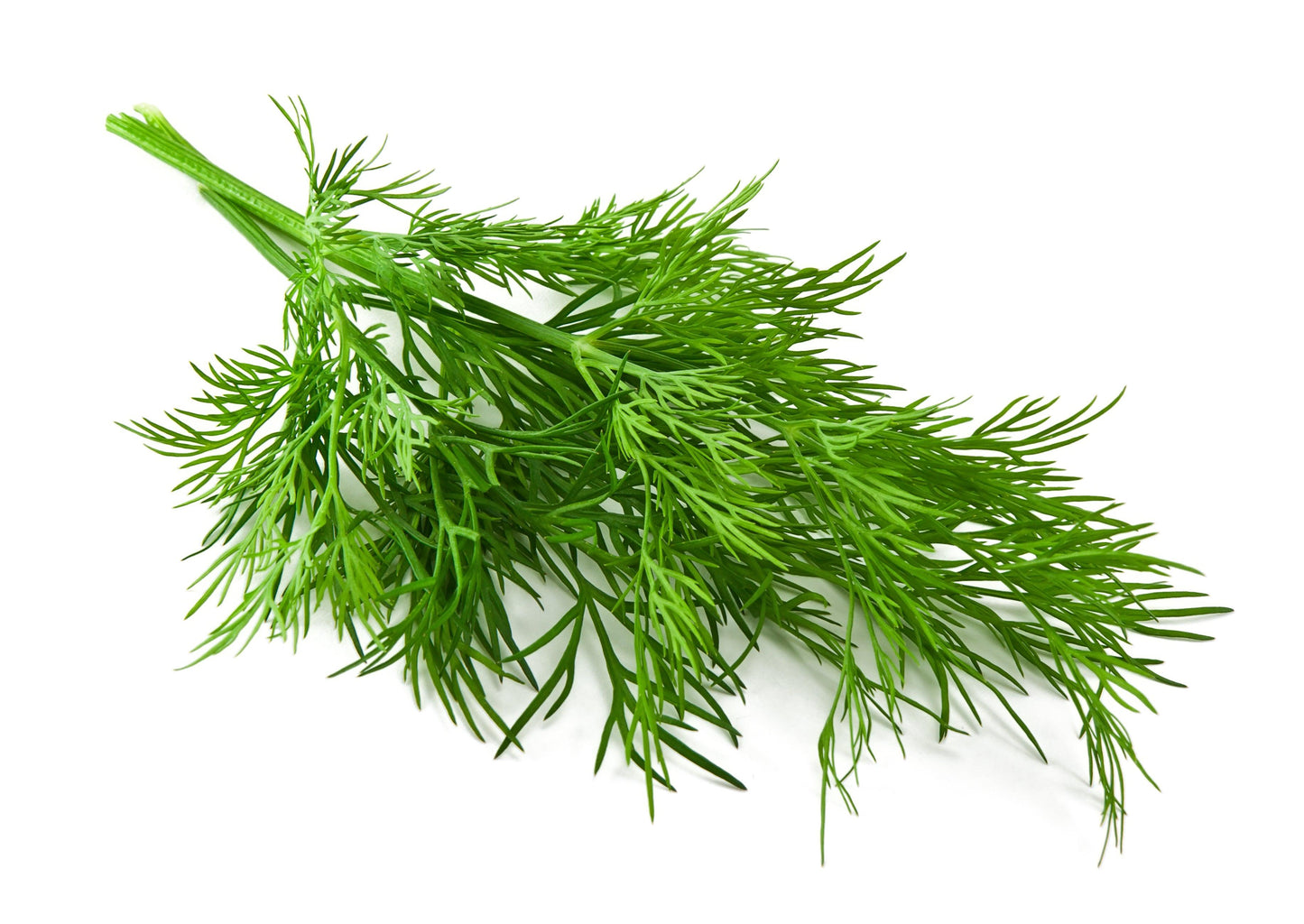 Organic Bouquet Dill Grow Organic