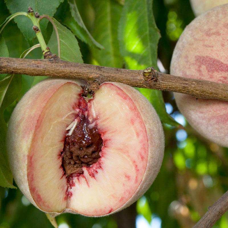 Indian Free White Peach Tree Grow Organic