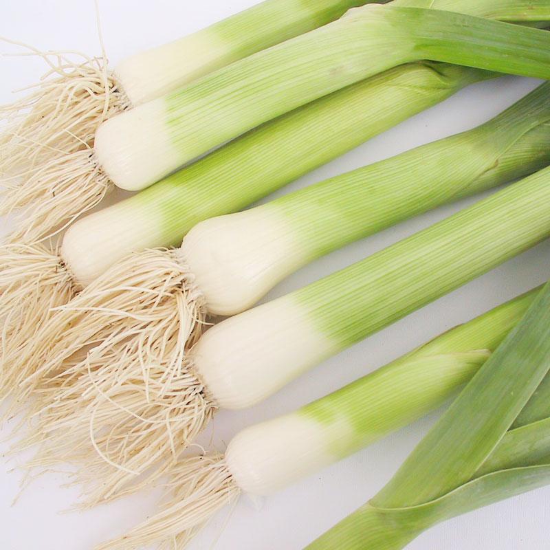 Varna Leek Seeds (Organic) Peaceful Valley