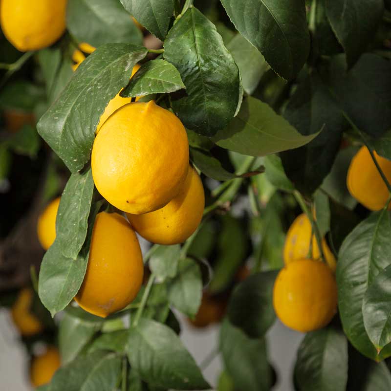 PV Improved Meyer Semi-Dwarf Lemon Tree Primo Size 24"-36" Four Winds Growers