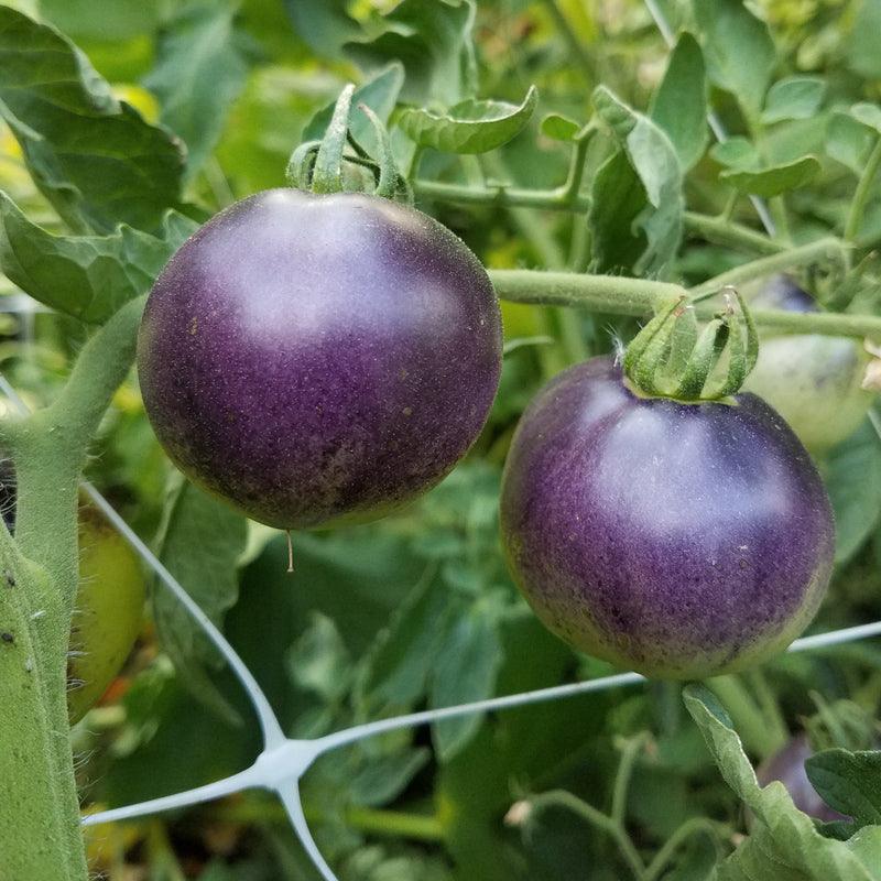 Indigo Apple Tomato Seeds (Organic) Peaceful Valley