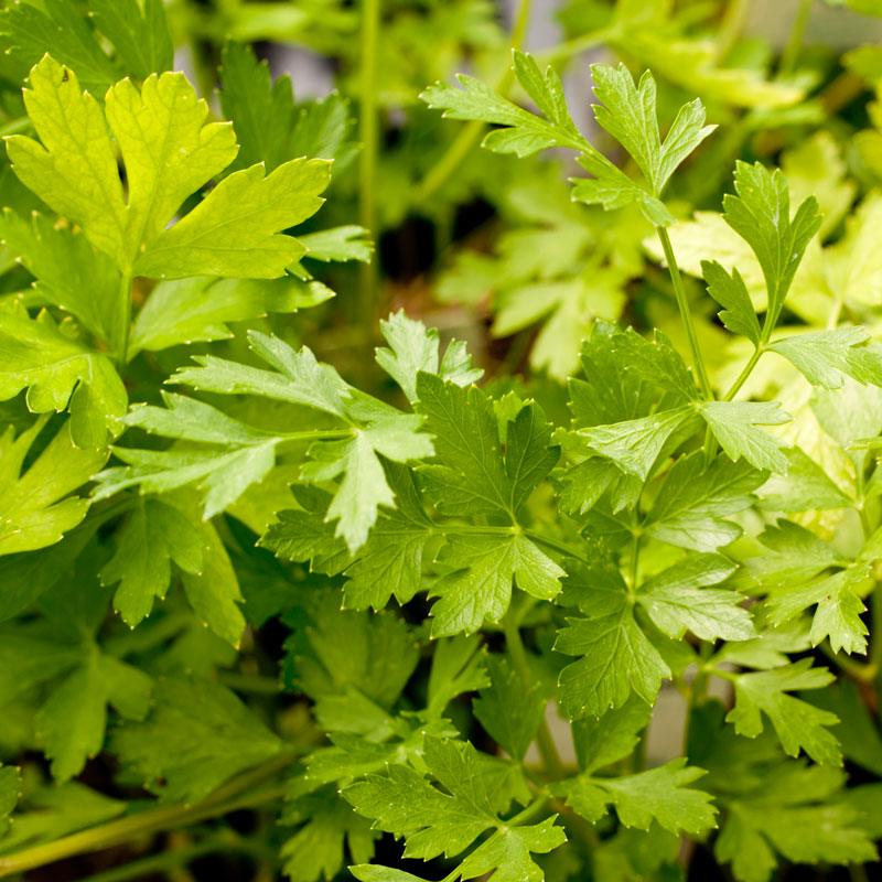 Italian Parsley Seeds (Organic) Peaceful Valley