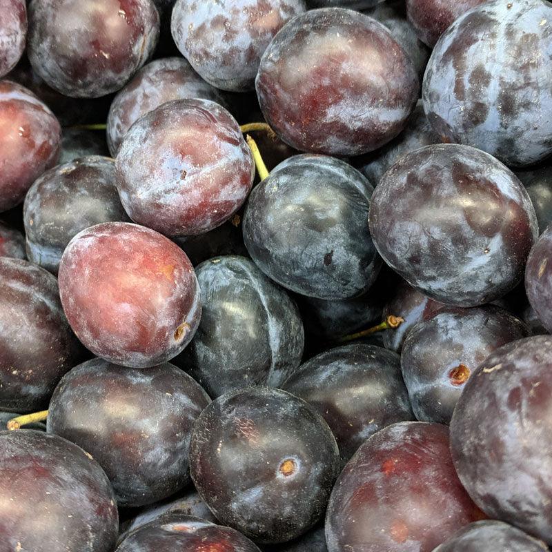 Italian Plum Tree Grow Organic