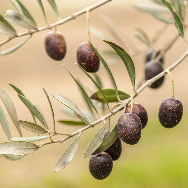 Koroneiki Olive Tree Grow Organic