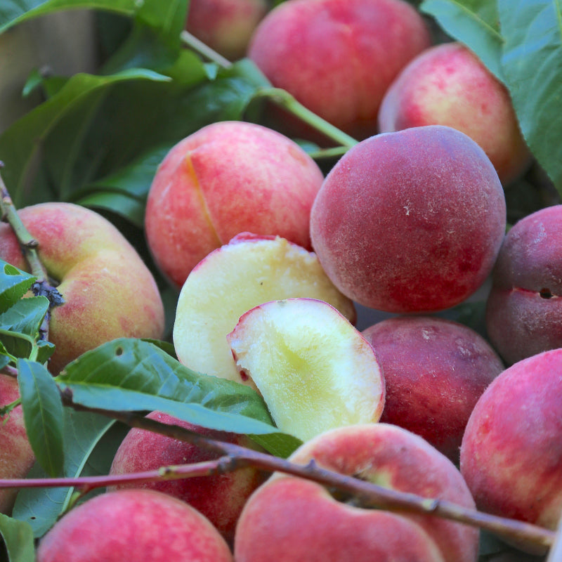 NSJ Old Peach Tree Felix Gillet Institute
