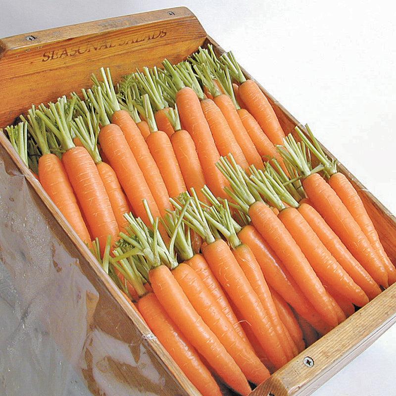 Napoli Carrot Seeds (Organic) Peaceful Valley