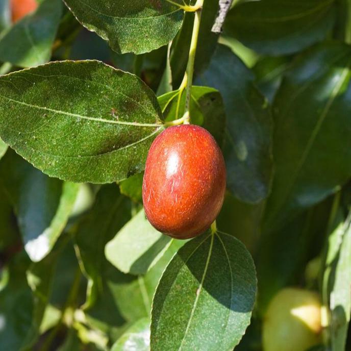 Jujube Sugar Cane Tree Grow Organic