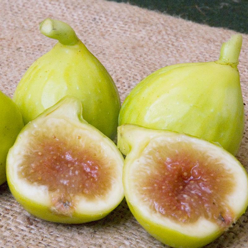 Kadota Fig Tree Grow Organic