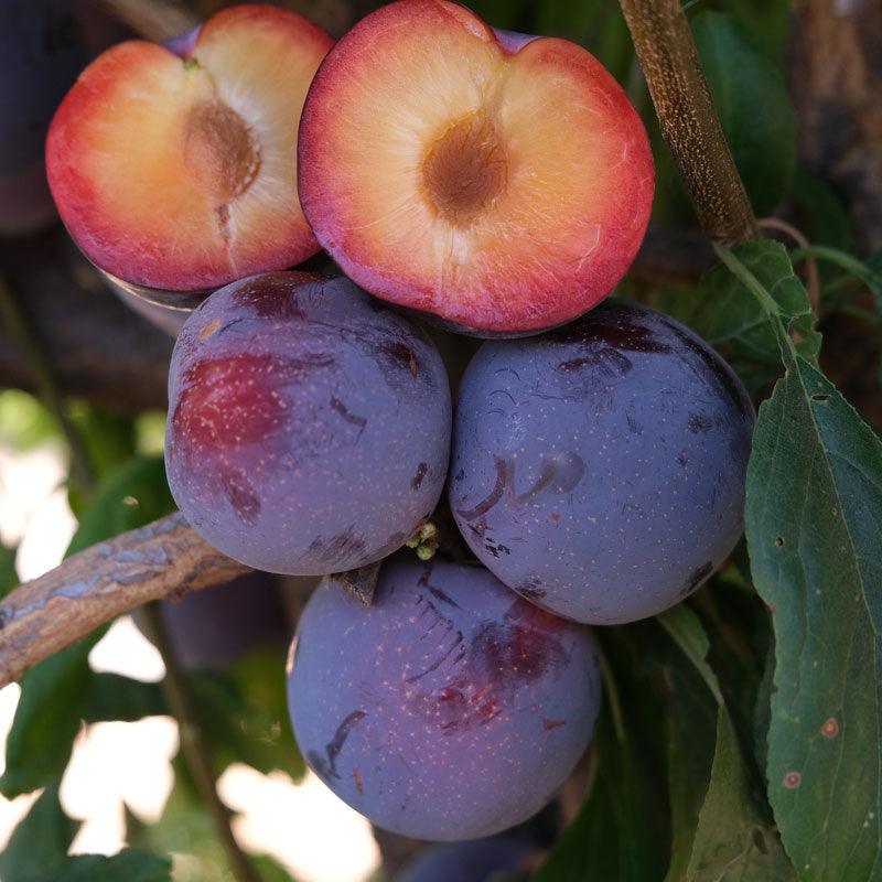 Laroda Plum Tree Grow Organic