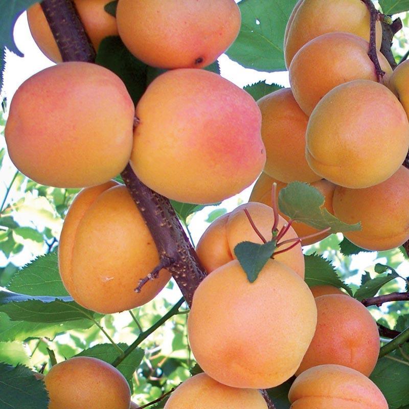 Leah Cot Aprium Tree Grow Organic